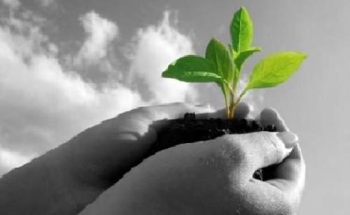 holding plant