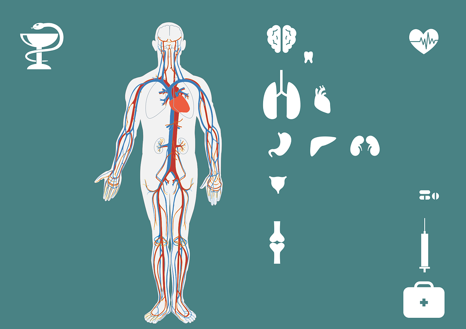 human's body